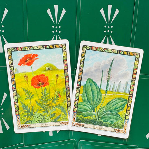 The Druid Plant Oracle Cards Welbeck Publishing
