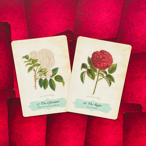 Oracle Of The Roses Cards Rockpool