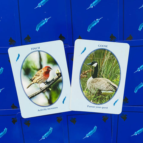 Feathered Omens Spiritual Cards Dragonhawk Publishing