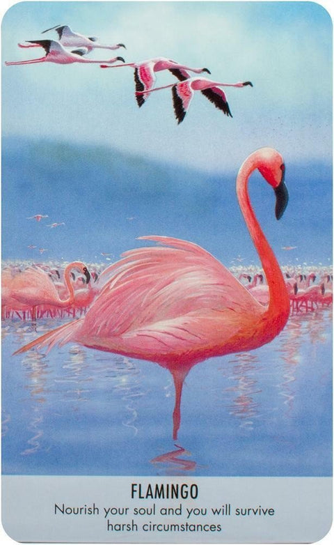 Bird Messages Cards Cico Books - Hobby.lt 🇬🇧