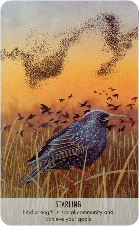 Bird Messages Cards Cico Books - Hobby.lt 🇬🇧