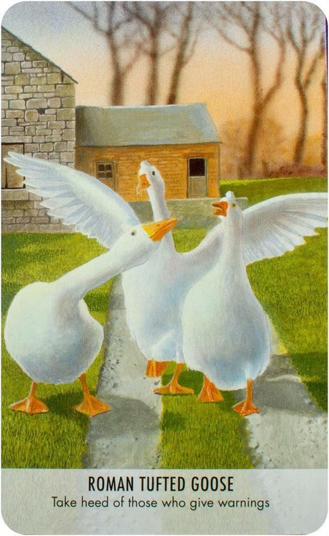 Bird Messages Cards Cico Books - Hobby.lt 🇬🇧