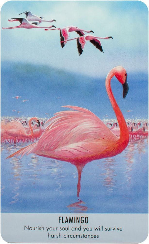 Bird Messages Cards Cico Books