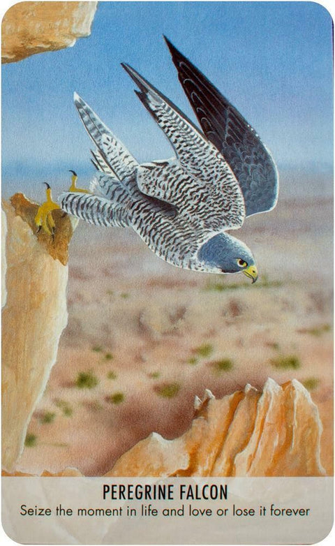 Bird Messages Cards Cico Books