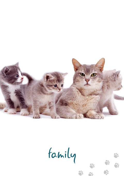 Cat Wisdom cards Blue Angel - Hobby.lt 🇬🇧