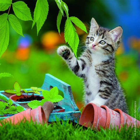 Cuddly Kittens - Puzzle 3X49 - Hobby.lt 🇬🇧
