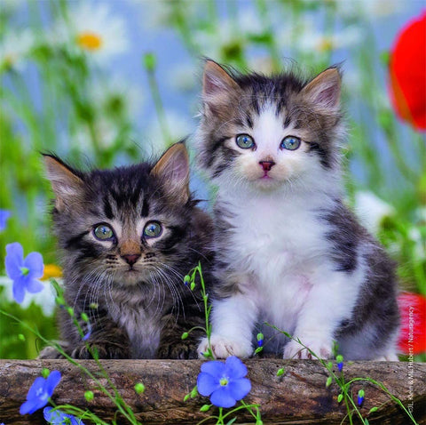 Cuddly Kittens - Puzzle 3X49 - Hobby.lt 🇬🇧
