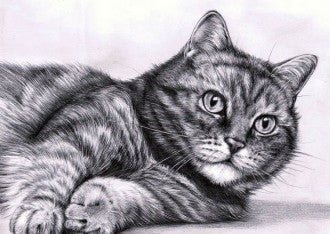 Diamond painting Curiosity AZ - 1100 Size: 50х35 - Hobby.lt 🇬🇧