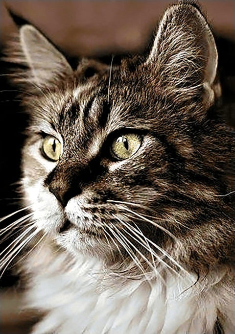 Diamond painting kit Cat at Home WD212 - Hobby.lt 🇬🇧