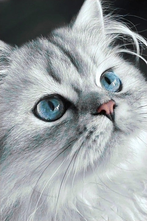 Diamond painting kit Cat eyes 20*30 cm WD3003 - Hobby.lt 🇬🇧