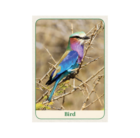 Natures Wisdom Mini message cards Animal Dreaming