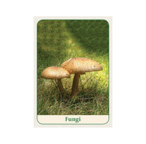 Natures Wisdom Mini message cards Animal Dreaming