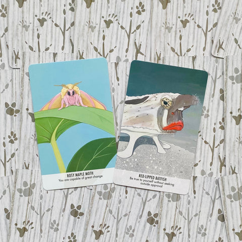 Unusual Animal Messages Oracle Cards Cico Books