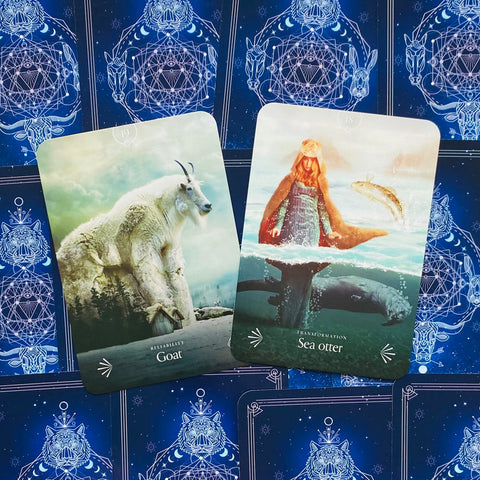 Divine Animals Oracle cards Rockpool