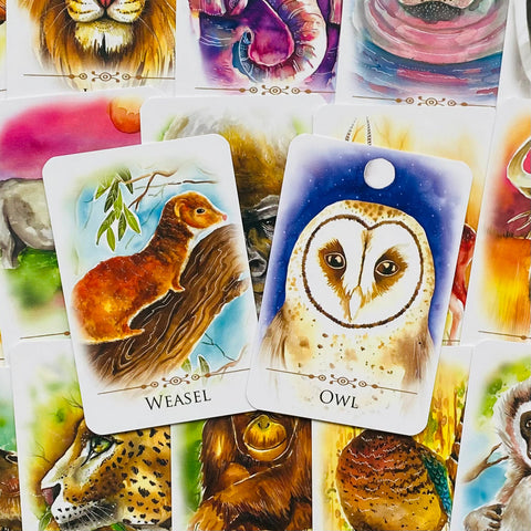 Spirit Animals Message Cards Animal Dreaming