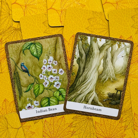 The Wisdom Of Trees Oracle Cards Watkins Publishing