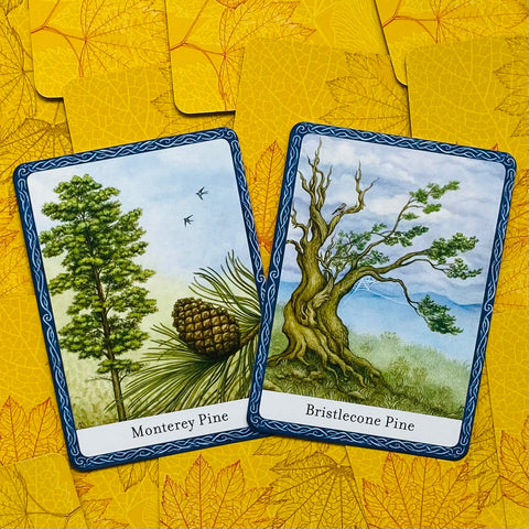 The Wisdom Of Trees Oracle Cards Watkins Publishing