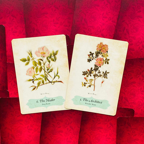Oracle Of The Roses Cards Rockpool