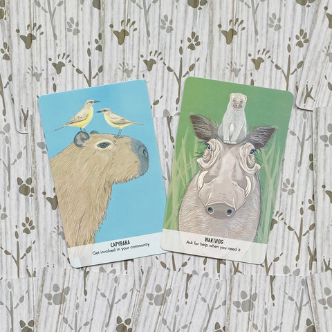 Unusual Animal Messages Oracle Cards Cico Books