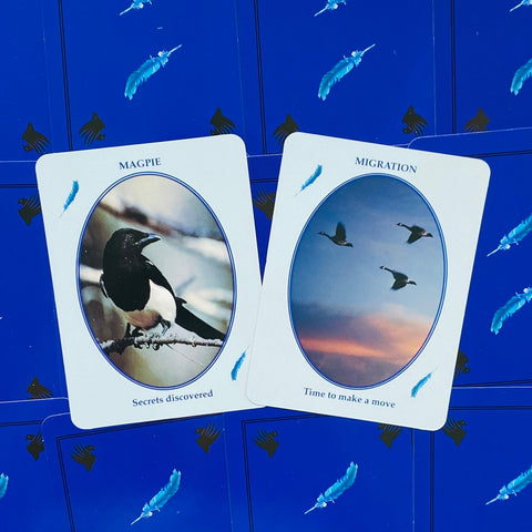Feathered Omens Spiritual Cards Dragonhawk Publishing