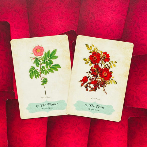 Oracle Of The Roses Cards Rockpool