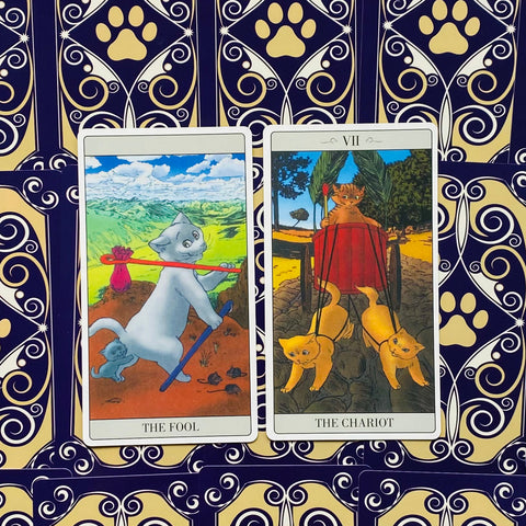 The Way Jodorowsky Explained Tarot To His Cat Cards Lo Scarabeo
