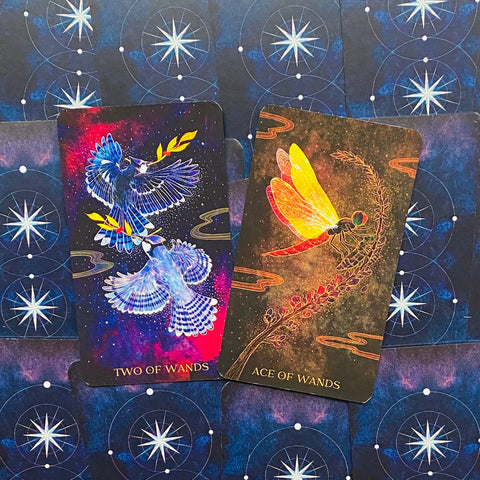 Oriens Animal tarot cards Rockpool