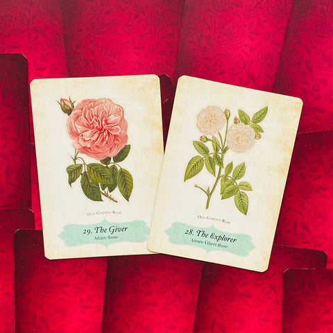 Oracle Of The Roses Cards Rockpool