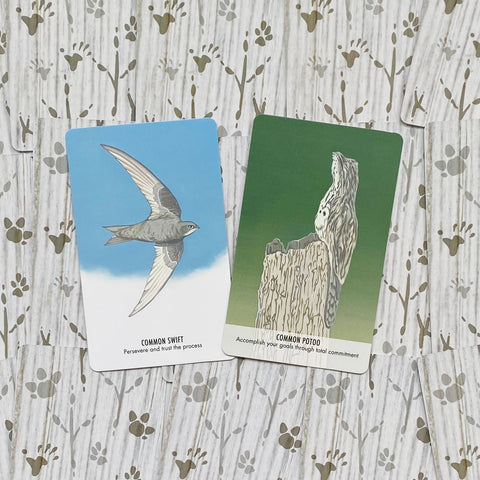 Unusual Animal Messages Oracle Cards Cico Books