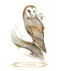 A Compendium Of Witches Oracle Cards Lo Scarabeo - Hobby.lt 🇬🇧