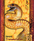 Animal Dreaming Oracle cards Blue Angel - Hobby.lt 🇬🇧