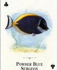 Aquarium Fish of the Natural World playing cards - Hobby.lt 🇬🇧