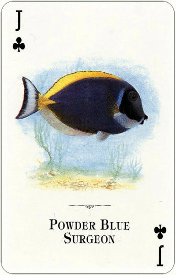 Aquarium Fish of the Natural World playing cards