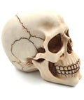 Skull 15 cm High | MC-30685