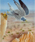 Bird Messages Cards Cico Books - Hobby.lt 🇬🇧