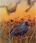 Bird Messages Cards Cico Books - Hobby.lt 🇬🇧