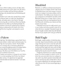Bird Messages Cards Cico Books - Hobby.lt 🇬🇧