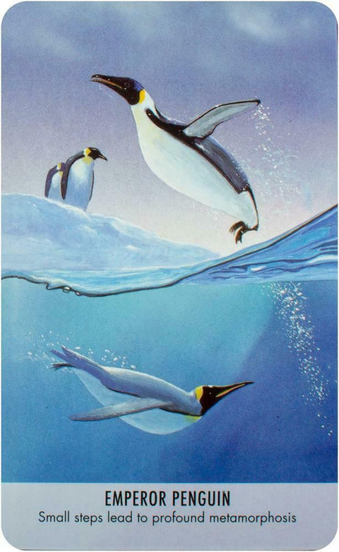 Bird Messages Cards Cico Books