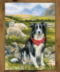 Border Collie cross stitch kit by RIOLIS Ref. no.: 1767 - Hobby.lt 🇬🇧