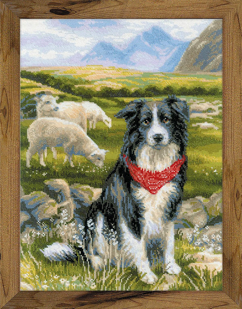 Border Collie cross stitch kit by RIOLIS Ref. no.: 1767 - Hobby.lt 🇬🇧