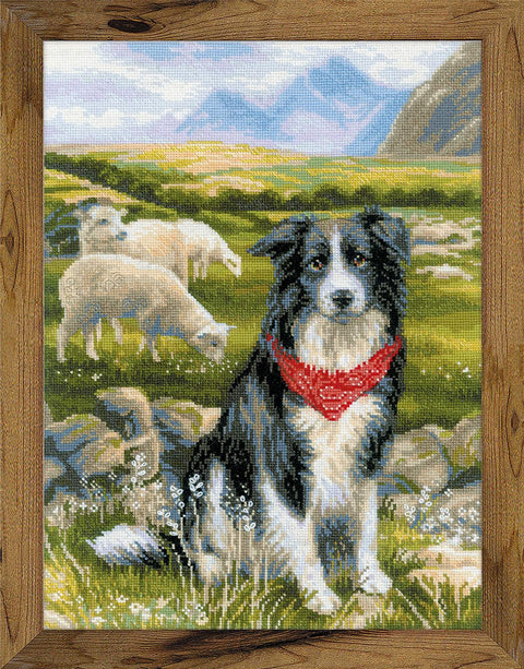 Border Collie cross stitch kit by RIOLIS Ref. no.: 1767