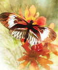 Butterfly Affirmations cards Blue Angel - Hobby.lt 🇬🇧