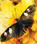 Butterfly Affirmations cards Blue Angel - Hobby.lt 🇬🇧