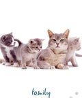 Cat Wisdom cards Blue Angel - Hobby.lt 🇬🇧