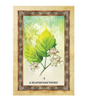Celtic Tree Oracle cards Blue Angel - Hobby.lt 🇬🇧
