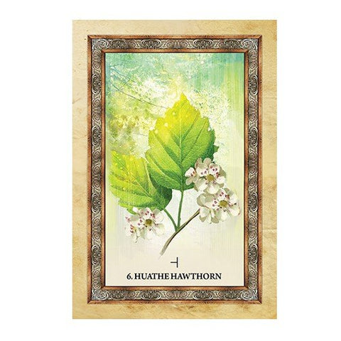 Celtic Tree Oracle cards Blue Angel - Hobby.lt 🇬🇧