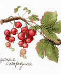 Cross Stitch Kit Gifts of Nature. Red Currant SNV - 695 - Hobby.lt 🇬🇧