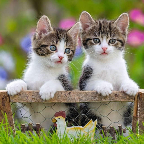 Cuddly Kittens - Puzzle 3X49 - Hobby.lt 🇬🇧