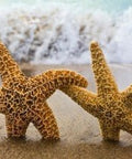 Diamond painting 2 Sea Stars AZ - 1056 Size: 30х20 - Hobby.lt 🇬🇧