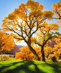 Diamond painting Autumn Tree AZ - 1166 Size: 40х50 - Hobby.lt 🇬🇧